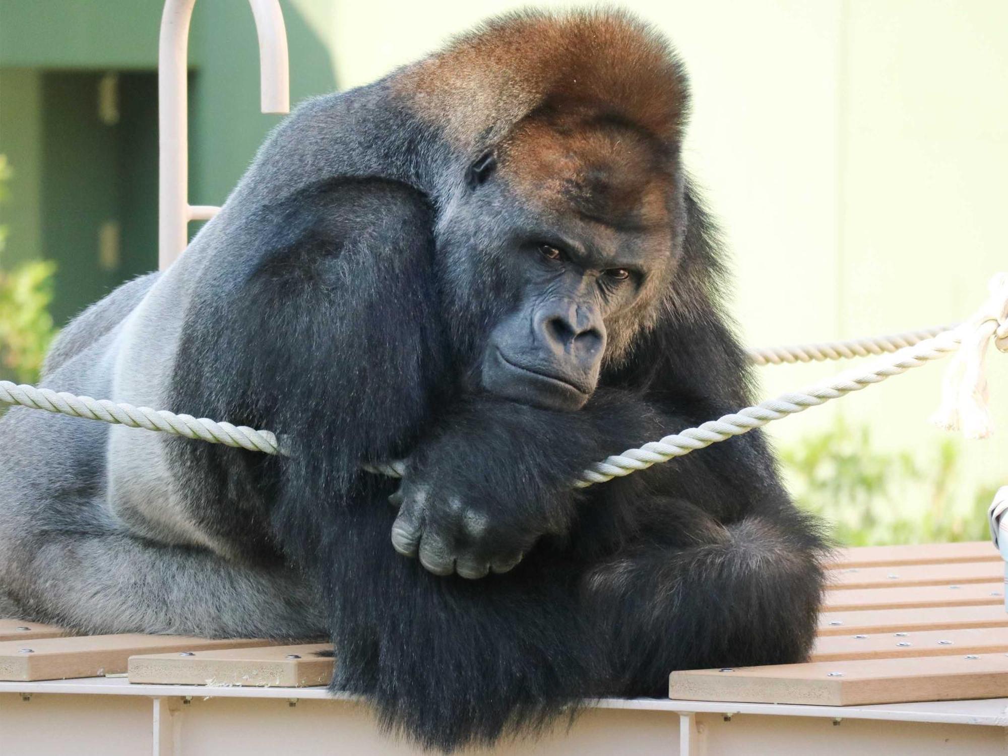 Nagoya Kanko Hotel Екстер'єр фото Richard at the San Diego Zoo